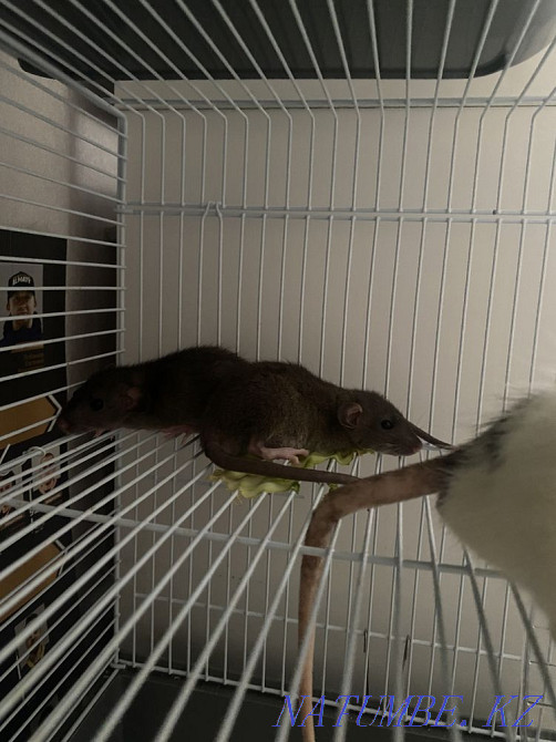 Dumbo rats Almaty - photo 2