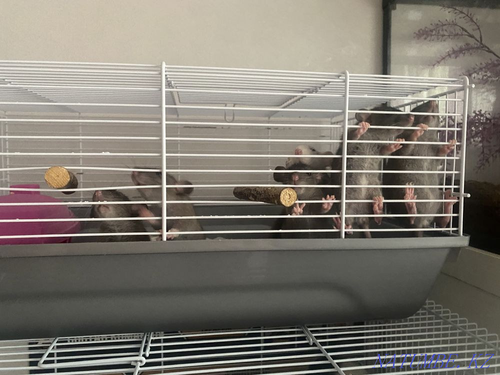 Dumbo rats Almaty - photo 3