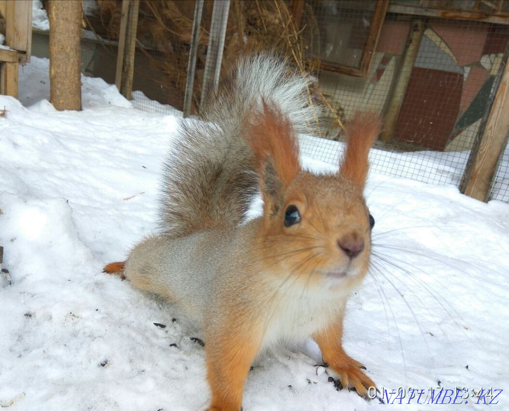 Sell squirrel boy Kostanay - photo 1
