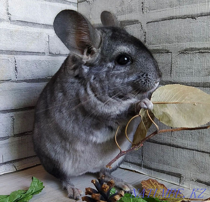 Chinchillas of different ages Almaty - photo 1