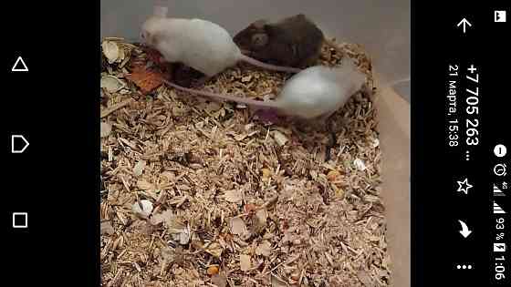 Цветные мышки ищут свой дом Черкасск