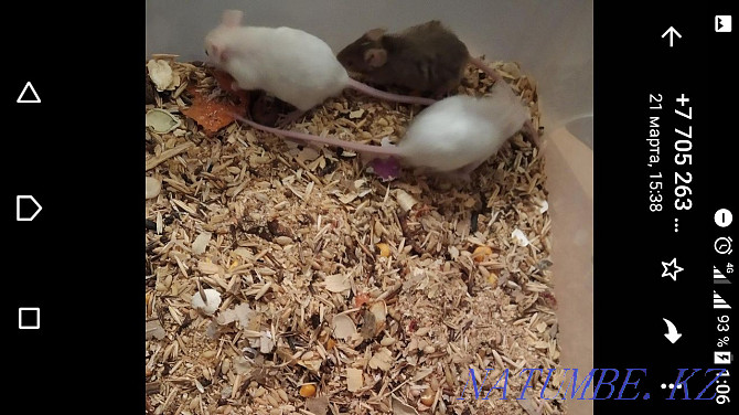 Colored mice are looking for a home Черкасск - photo 1