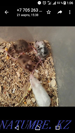 Colored mice are looking for a home Черкасск - photo 2