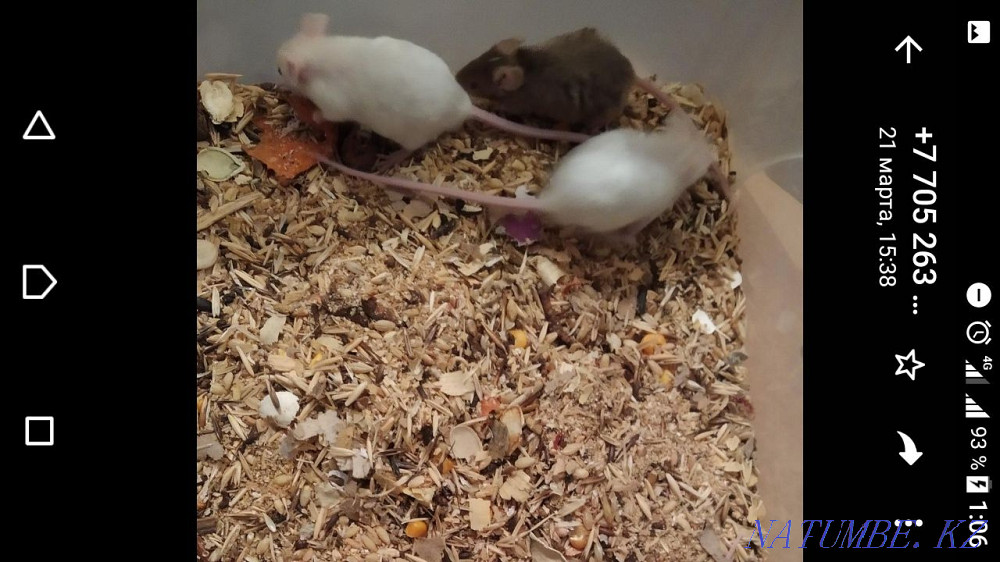 Colored mice are looking for a home Черкасск - photo 1