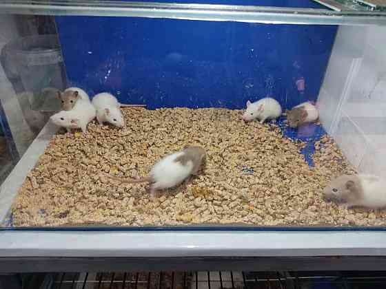 Продаю очаровательных малышей крысят Нуркен