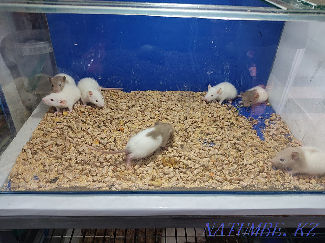 Продаю очаровательных малышей крысят Нуркен - изображение 2