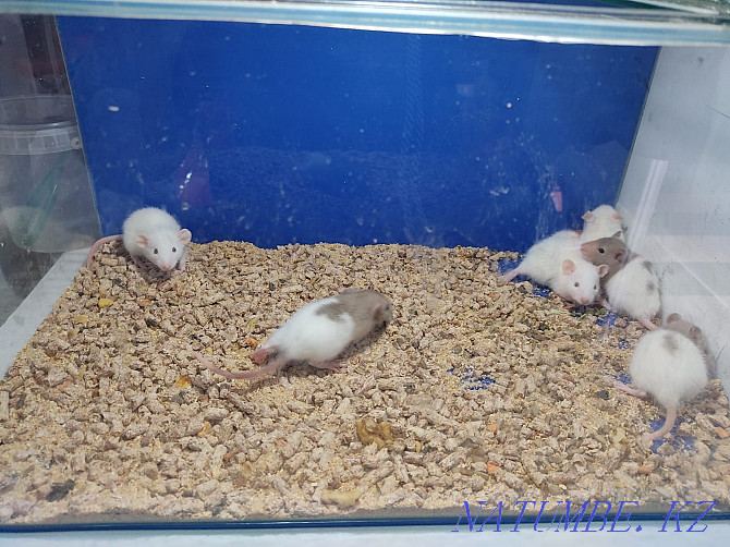 Продаю очаровательных малышей крысят Нуркен - изображение 1