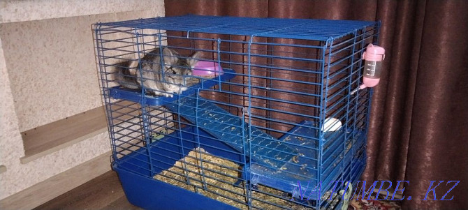 Chinchilla with cage Ust-Kamenogorsk - photo 2