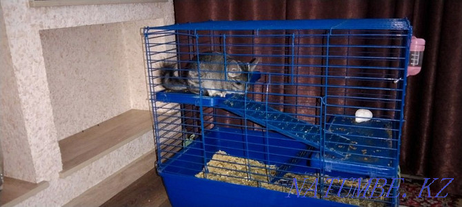 Chinchilla with cage Ust-Kamenogorsk - photo 1