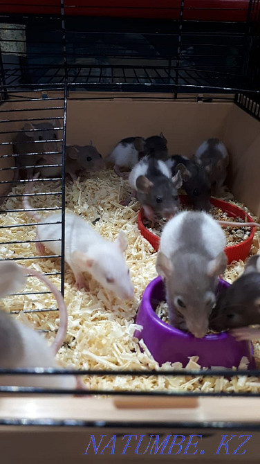 сәндік егеуқұйрықтар  Өскемен - изображение 3