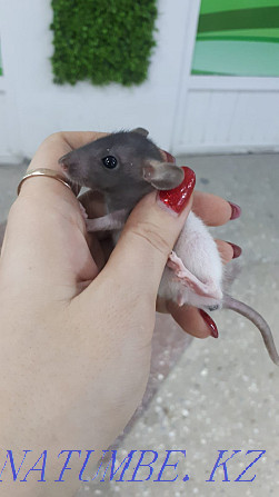 decorative rats for sale Ust-Kamenogorsk - photo 1