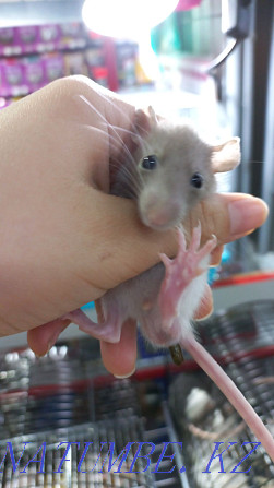 decorative rats for sale Ust-Kamenogorsk - photo 2