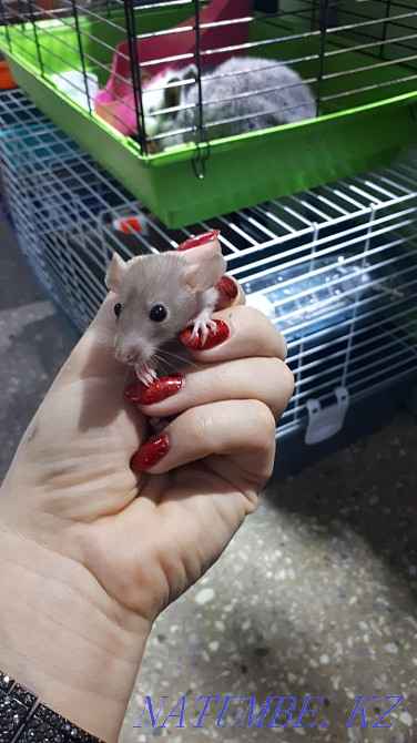 decorative rats for sale Ust-Kamenogorsk - photo 3