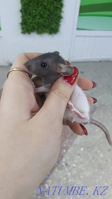 decorative rats for sale Ust-Kamenogorsk - photo 1