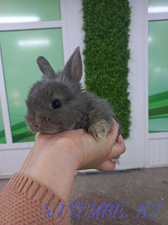 Rabbits decorative and dwarf Ust-Kamenogorsk - photo 3