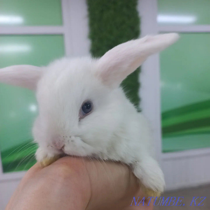 Rabbits decorative and dwarf Ust-Kamenogorsk - photo 8