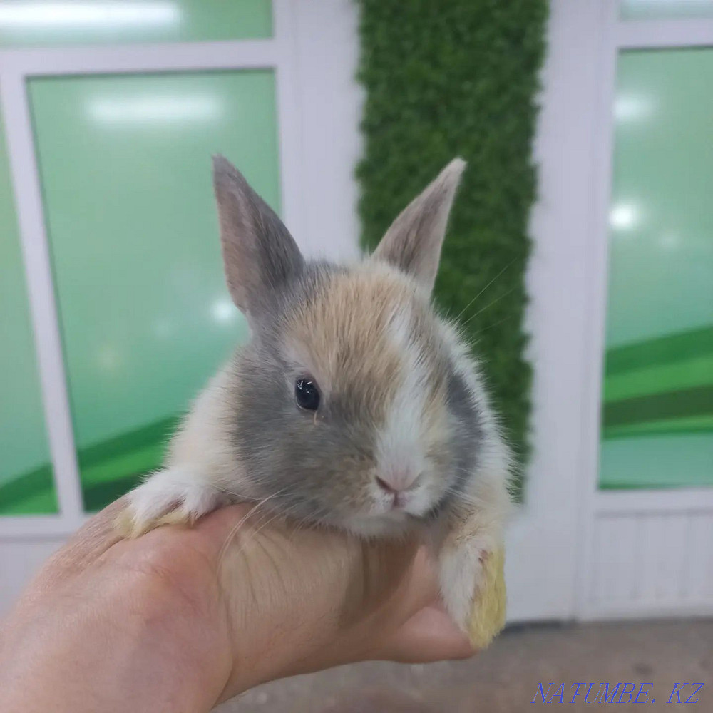 Қояндар сәндік және ергежейлі  Өскемен - изображение 6