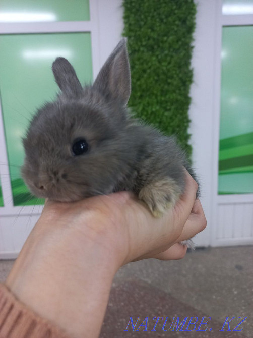 Қояндар сәндік және ергежейлі  Өскемен - изображение 2