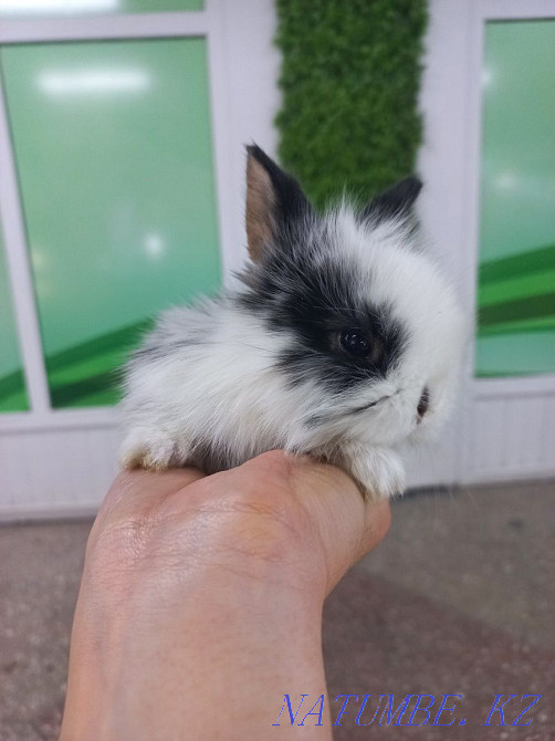 Қояндар сәндік және ергежейлі  Өскемен - изображение 5