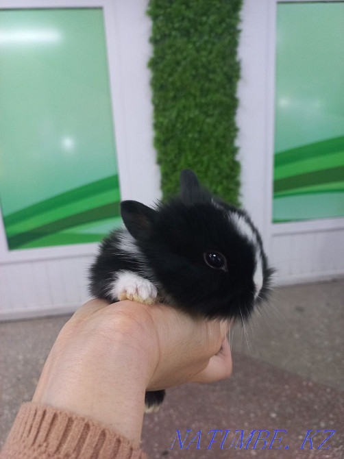 Қояндар сәндік және ергежейлі  Өскемен - изображение 4