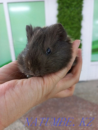 Guinea pigs manual Ust-Kamenogorsk - photo 2