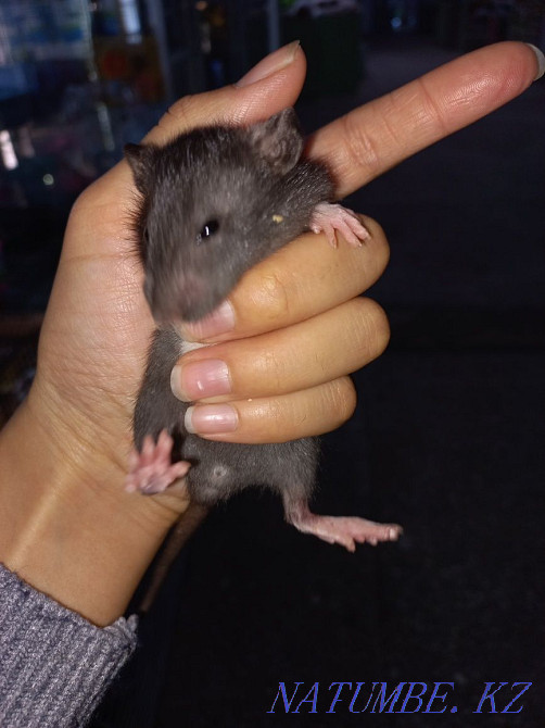 Думбо егеуқұйрықтарды қолға үйретеді  Өскемен - изображение 2