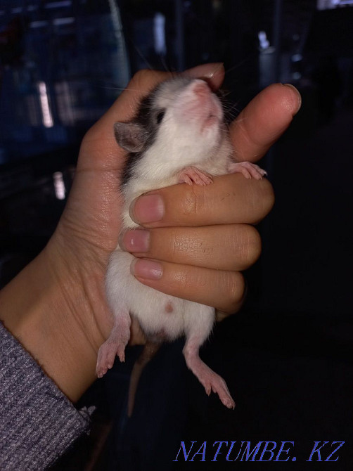 Думбо егеуқұйрықтарды қолға үйретеді  Өскемен - изображение 3