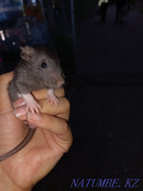 Думбо егеуқұйрықтарды қолға үйретеді  Өскемен - изображение 1