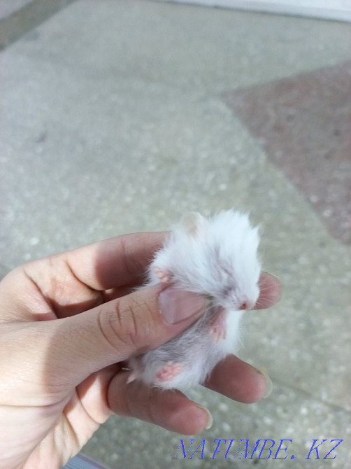 Djungarian and Syrian hamsters Ust-Kamenogorsk - photo 3