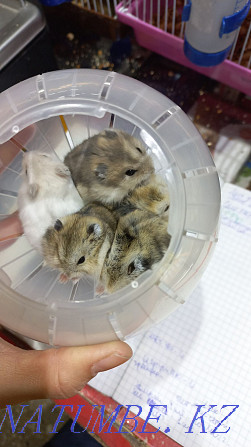 Djungarian hamsters Ust-Kamenogorsk - photo 2