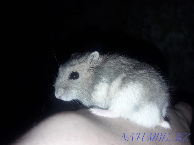 Djungarian hamsters Ust-Kamenogorsk - photo 1