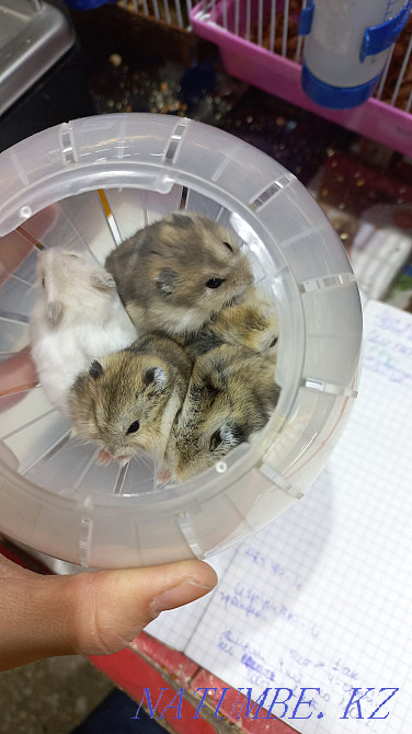 Жоңғар хомяктары  Өскемен - изображение 2