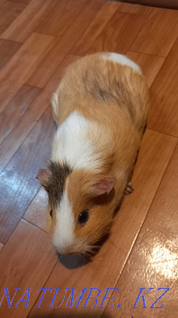 Sell guinea pig Shymkent - photo 2