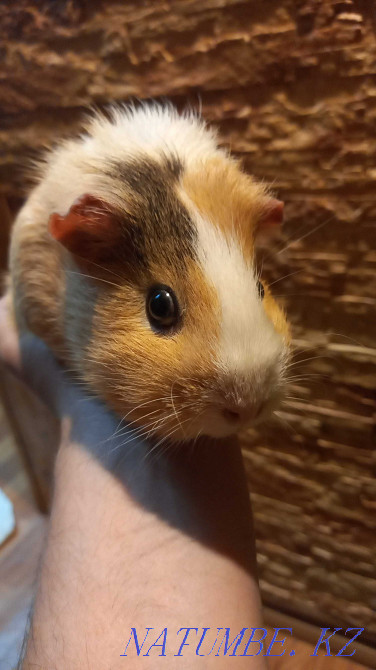 Продам морскую свинку Шымкент - изображение 1