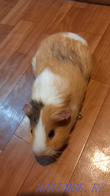 Продам морскую свинку Шымкент - изображение 2