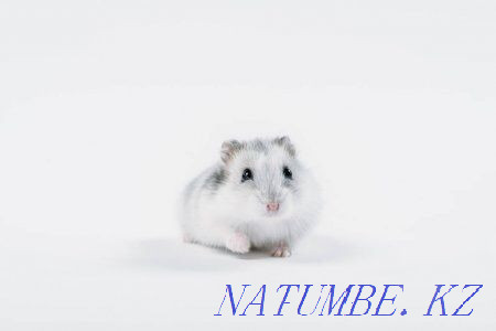 Hamster, hamsters, hamster Astana - photo 1