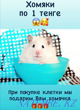 Djungarian hamster Astana - photo 3