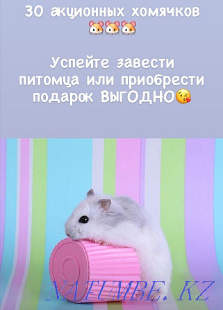 Djungarian hamster Astana - photo 4