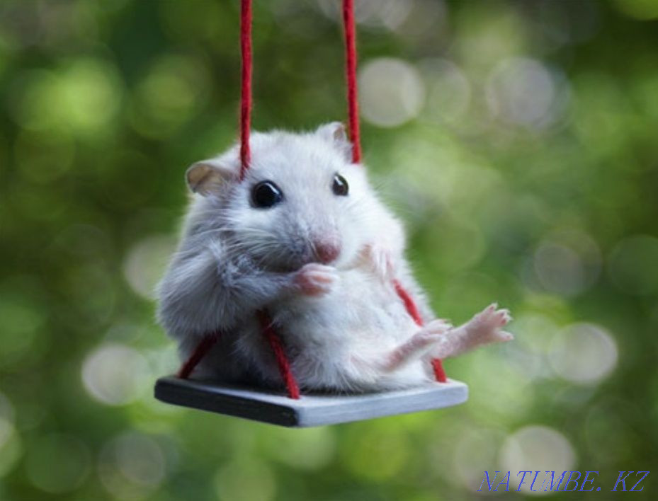 Djungarian hamster Astana - photo 2