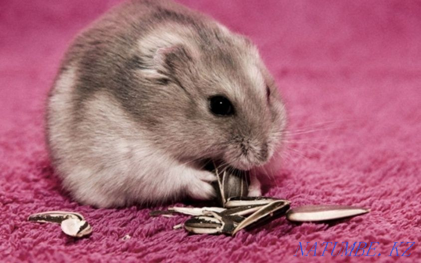 Djungarian hamster Astana - photo 1
