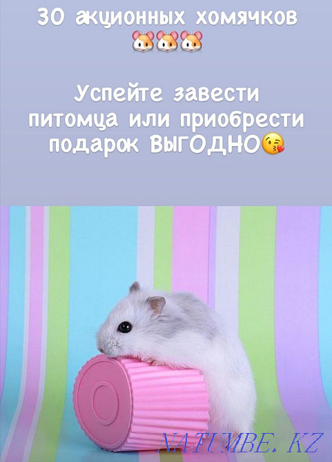 Djungarian hamster Astana - photo 4