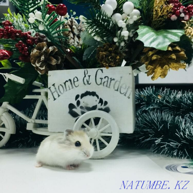 Stock! Djungarian hamsters, hamster, hamsters Astana - photo 1