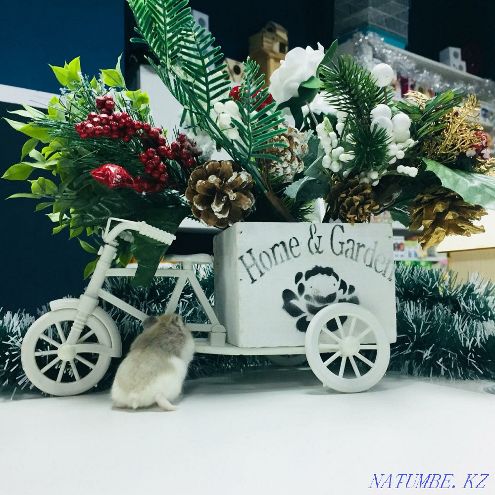 Stock! Djungarian hamsters, hamster, hamsters Astana - photo 2