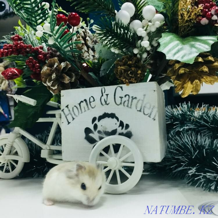 Stock! Djungarian hamsters, hamster, hamsters Astana - photo 4