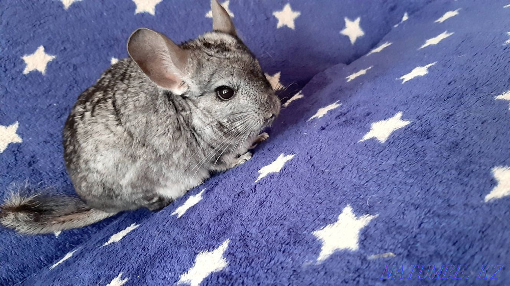 Шиншилла сатылады  Қарағанды - изображение 1