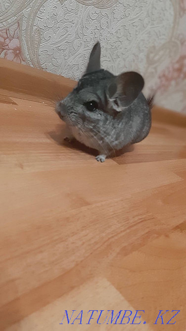 Шиншилла сатылады  Қарағанды - изображение 2