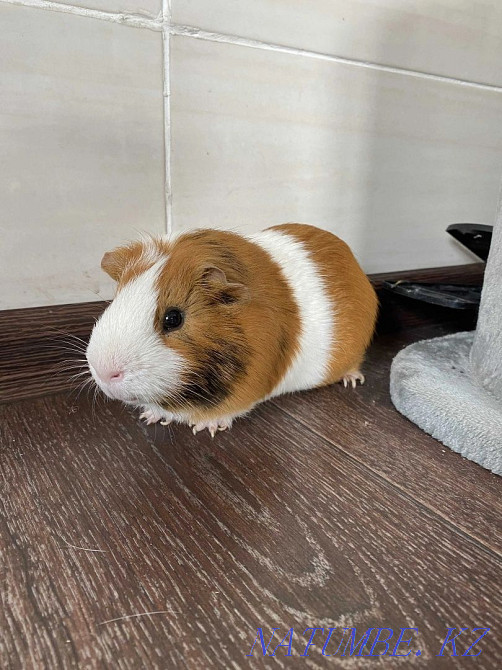 Guinea pig boy Karagandy - photo 2