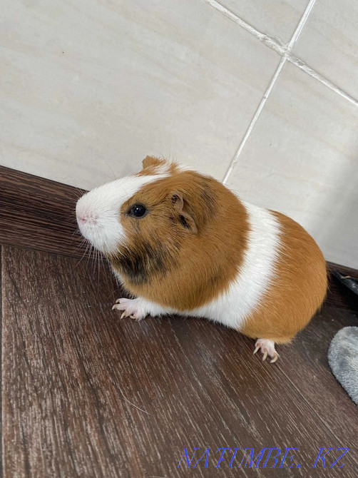 Guinea pig boy Karagandy - photo 1