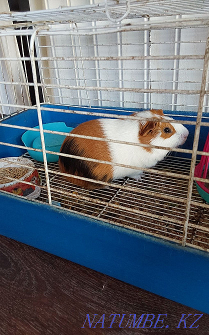 Guinea pig boy Karagandy - photo 3
