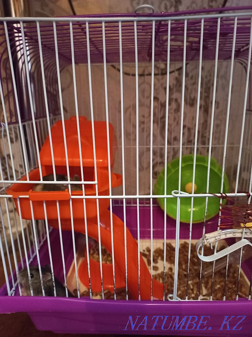 Срочно продам хомячков Сатпаев - изображение 1